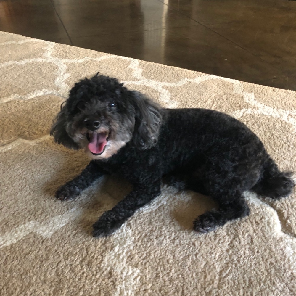 Meet your Posher, Tiena